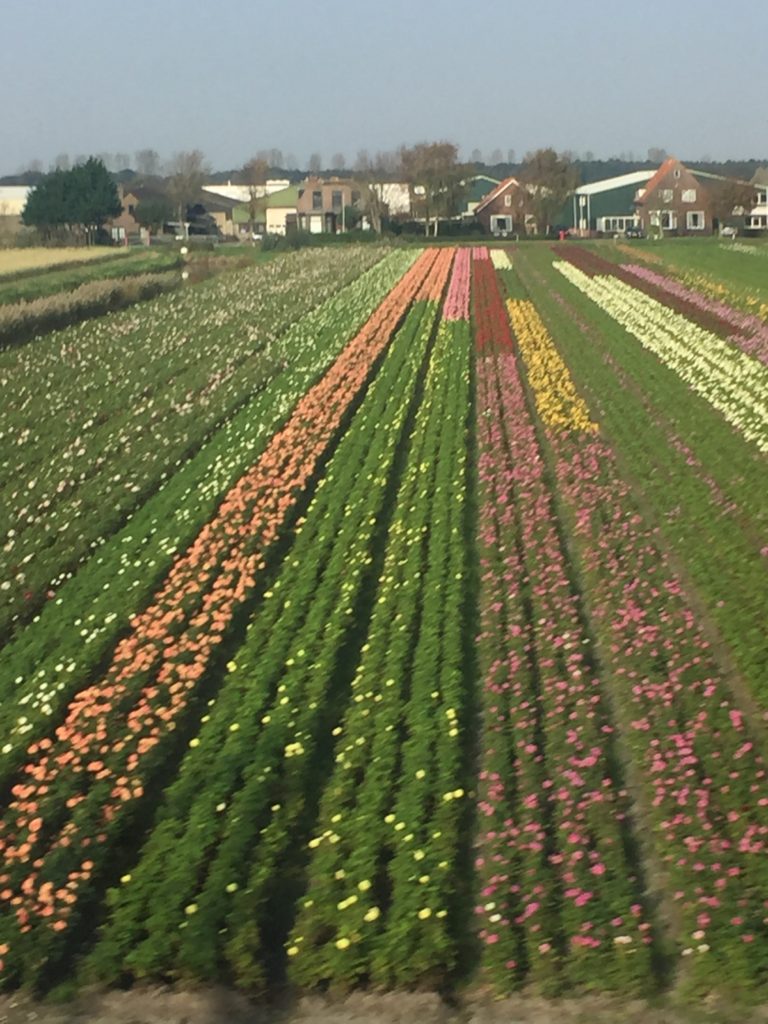 Rows of colourful flowers as seen from the train