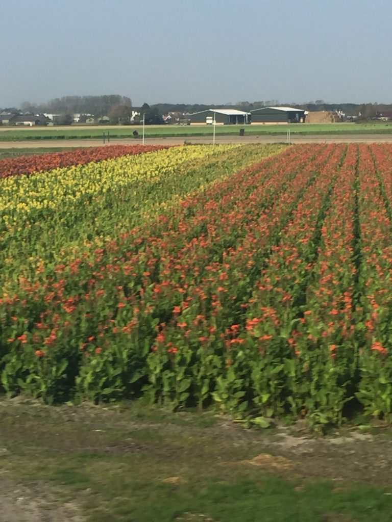 Rows of colourful flowers