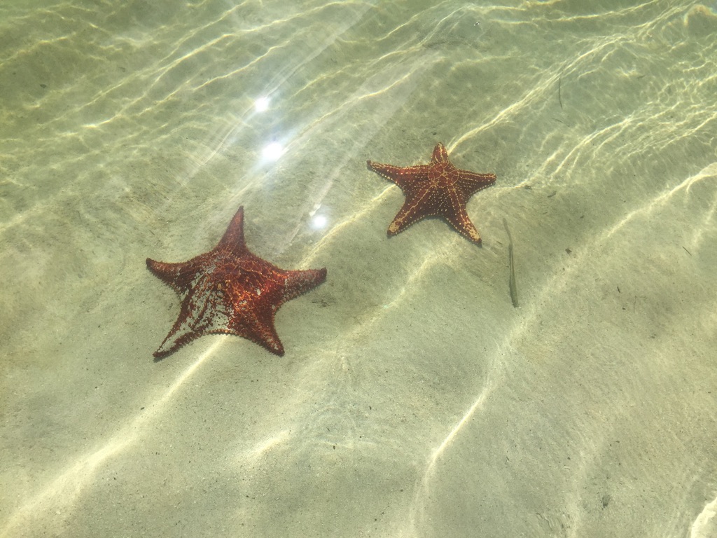 Star Fish