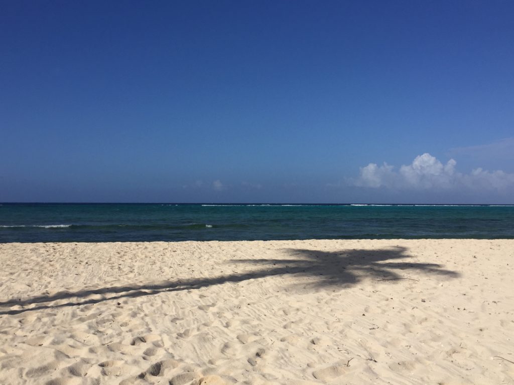 Cayman Palm Tree Shadow